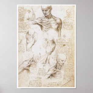 Poster Anatomie de l'épaule, Leonardo da Vinci