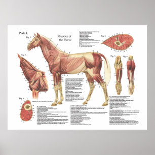 Poster Anatomie de l'épaule musculaire du cheval