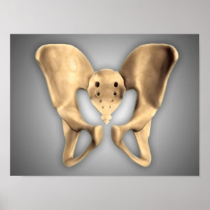Poster Anatomie de l'os pelvien humain 2