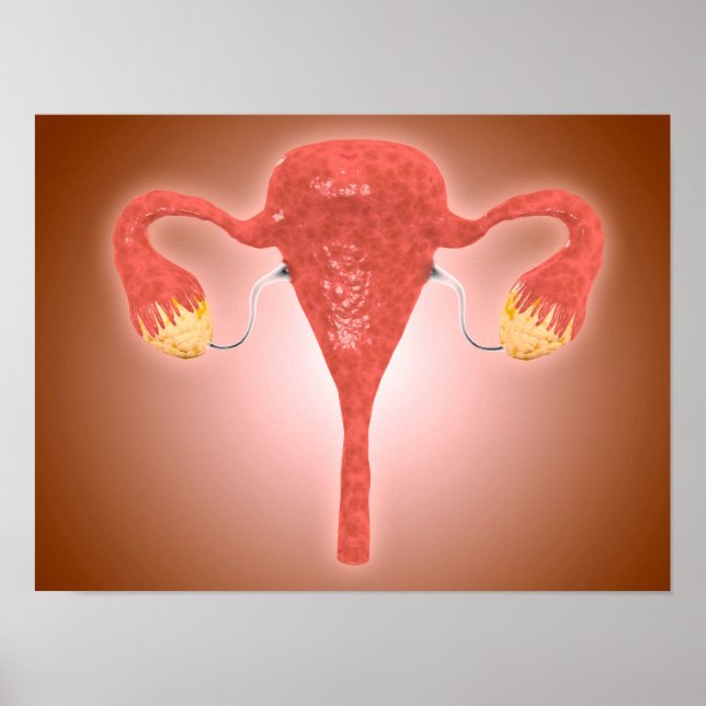 Poster Anatomie De L'Utérus Féminin Avec Ovaires (Devant)