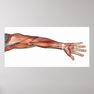 Poster Anatomie de muscle du bras humain, vue antérieure