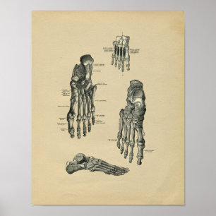 Poster Anatomie de pied humain 1902 copies vintages