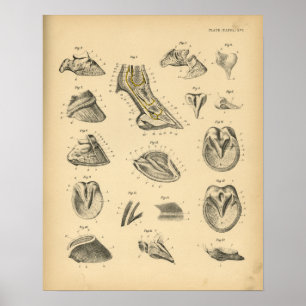 Poster Anatomie de sabot de pied de cheval 1908 copies