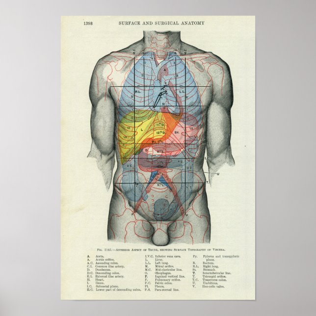 Poster Anatomie de surface humaine liée aux organes (Devant)