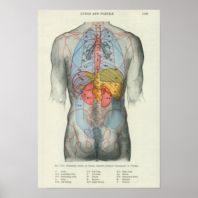 Poster Anatomie de surface humaine liée aux organes (Devant)