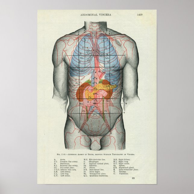 Poster Anatomie de surface humaine liée aux organes (Devant)