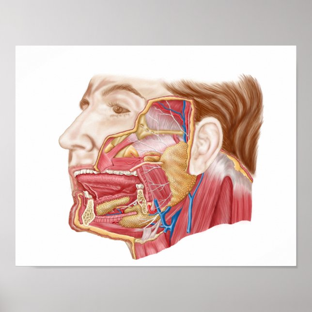 Poster Anatomie Des Armes Salivaires Humaines (Devant)