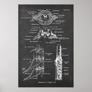 Poster Anatomie des cordons de colonne vertébrale Imprime