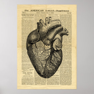 Poster Anatomie des menschlichen Herzens in Zeitun