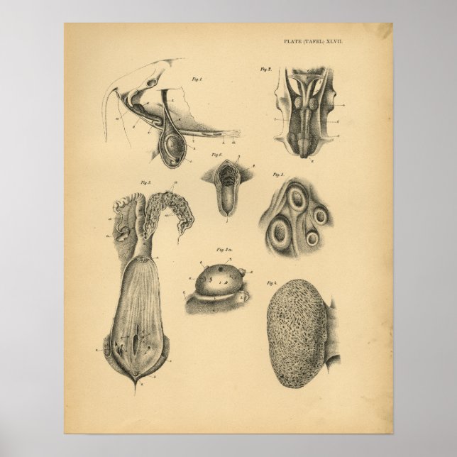 Poster Anatomie des moutons de bélier de vache 1908 Impre (Devant)