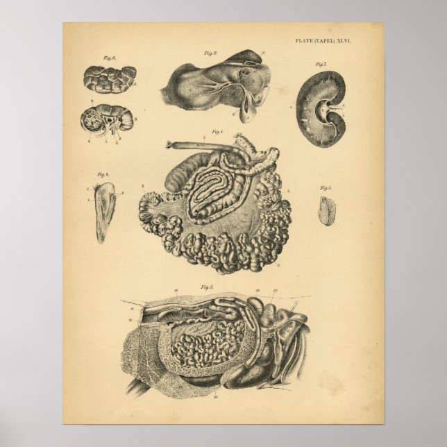 Poster Anatomie des moutons de chèvre de vache 1908 Impri (Devant)