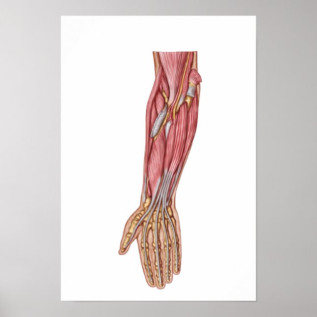 Poster Anatomie Des Muscles D'Avant-Arme Humains 1 (Devant)