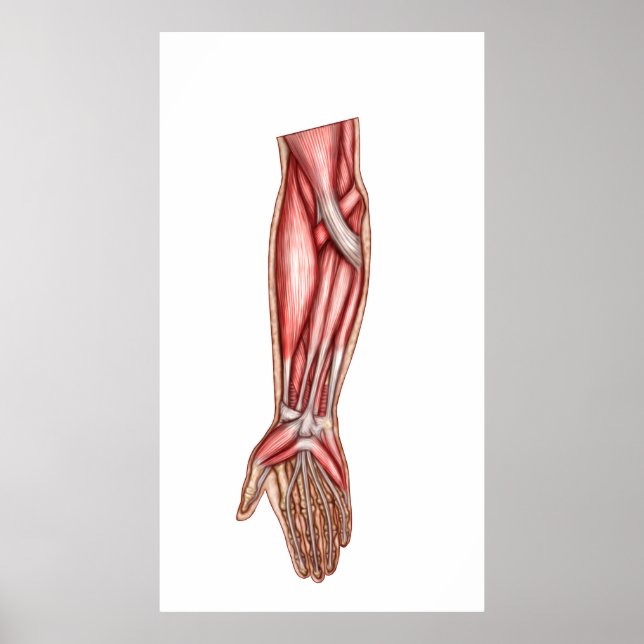 Poster Anatomie Des Muscles D'Avant-Arme Humains 2 (Devant)