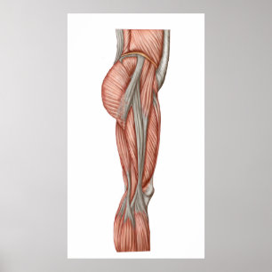 Poster Anatomie Des Muscles De Cuisse Humains, Vue Antéri