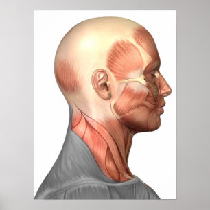Poster Anatomie des muscles de visage humain, vue de côté