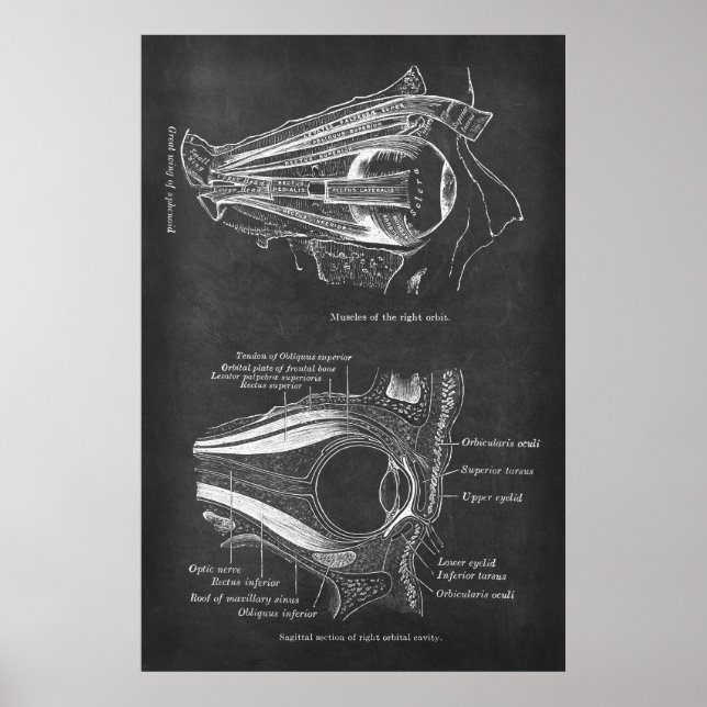 Poster Anatomie des muscles des yeux humains de l'orbite  (Devant)