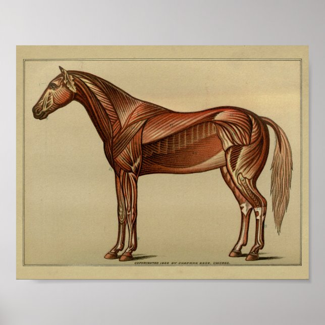 Poster Anatomie des muscles du cheval Imprimer (Devant)