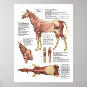 Poster Anatomie des muscles du cheval Organigramme vétéri