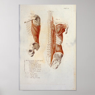Poster Anatomie des muscles du dos profond