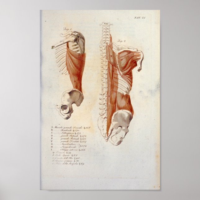 Poster Anatomie des muscles du dos profond (Devant)
