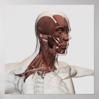 Anatomie Des Muscles Du Visage Et Du Cou, Avant