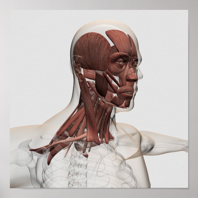 Poster Anatomie Des Muscles Du Visage Et Du Cou, Avant (Devant)