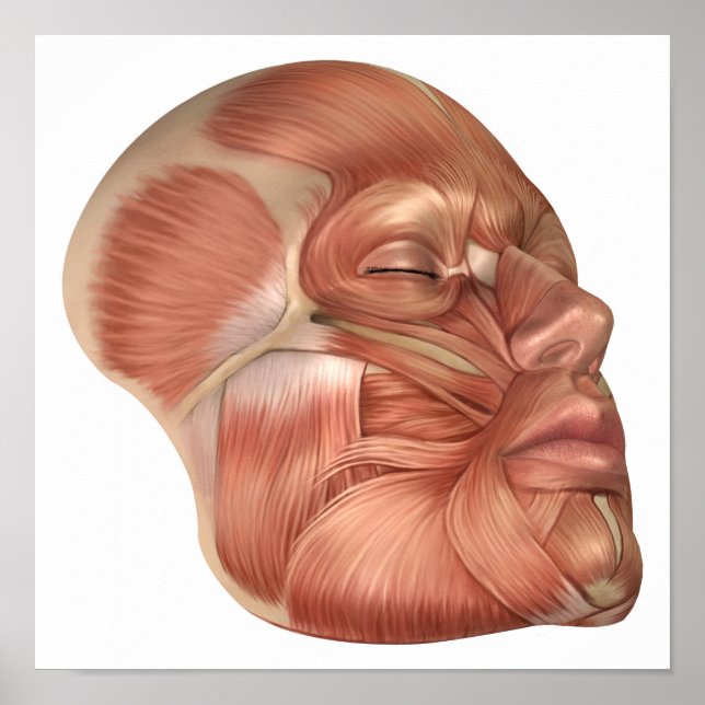 Poster Anatomie Des Muscles Du Visage Humain (Devant)