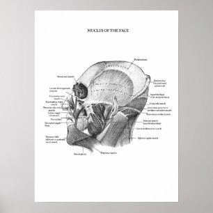 Poster Anatomie des muscles faciaux