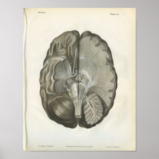 Poster Anatomie des nerfs du cerveau humain Imprimer (Devant)