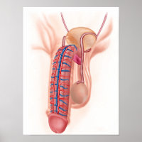 Anatomie Des Organes De Reproduction Masculins