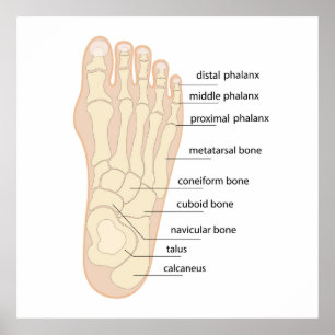 Poster Anatomie des pieds humains