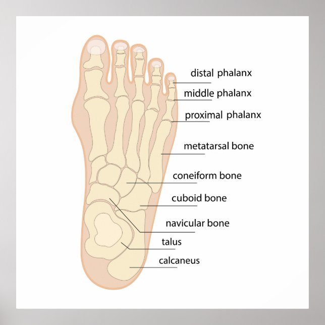 Poster Anatomie des pieds humains (Devant)