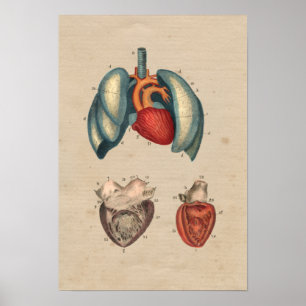 Poster Anatomie des poumons cardiaques humains 1841 Impri
