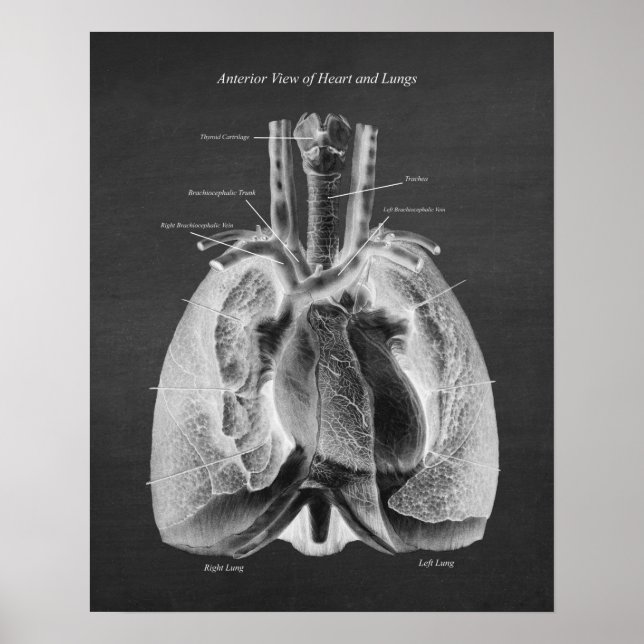 Poster Anatomie des poumons Coeur Vue antérieure (Devant)