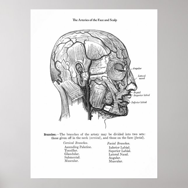 Poster Anatomie des vaisseaux sanguins à échelle humaine (Devant)