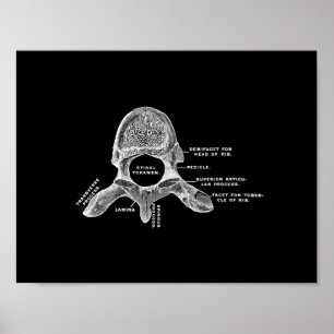 Poster Anatomie des vertèbres humaines en noir et blanc