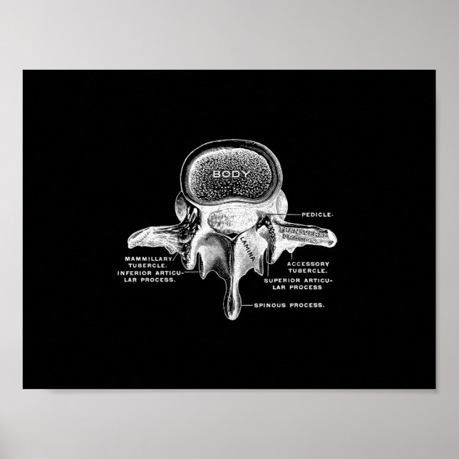 Poster Anatomie des vertèbres humaines en noir et blanc (Devant)
