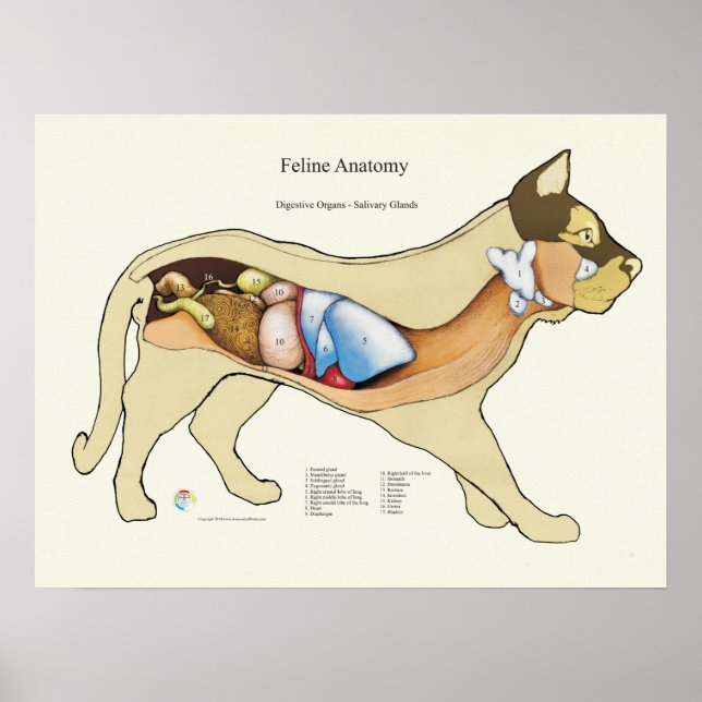 Poster Anatomie digestive interne Cat Organigramme vétéri (Devant)