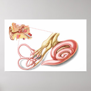 Poster Anatomie d'oreille humaine, labyrinthe membrané