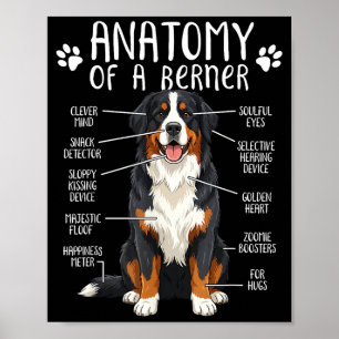 Poster Anatomie Drôle Chien de Montagne Bernois Mignon Am