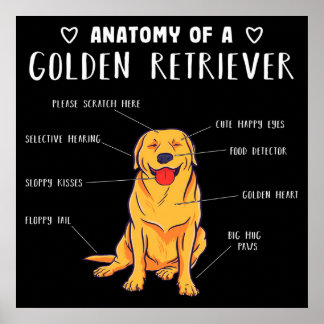 Poster Anatomie Drôle De Chien D'Un Golden Retriever