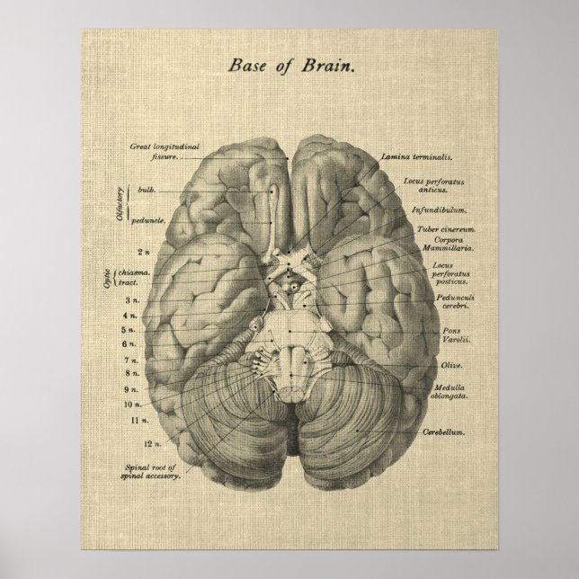 Poster Anatomie du cerveau Art #1 avec Arrière - plan de  (Devant)
