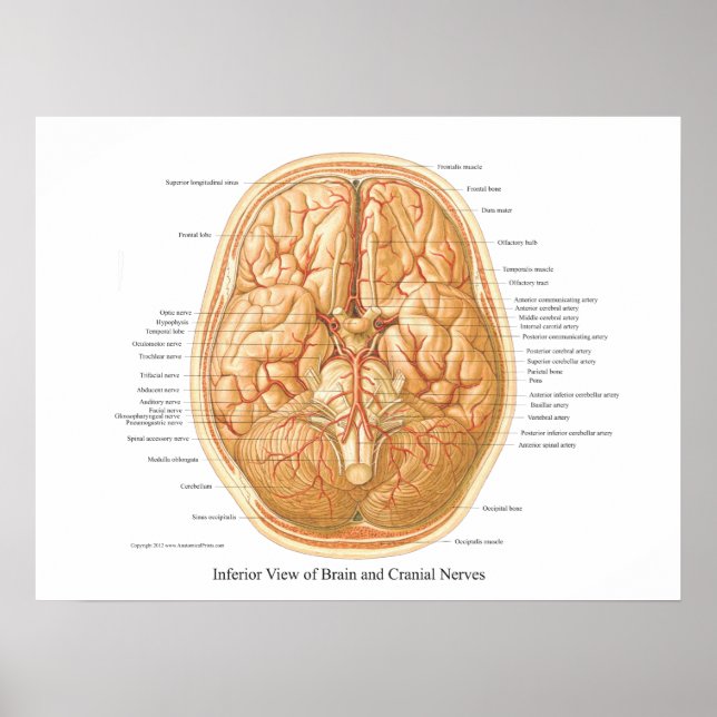 Poster Anatomie du cerveau avec nerfs crâniens (Devant)