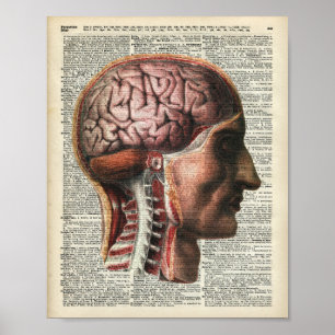 Poster Anatomie du cerveau humain