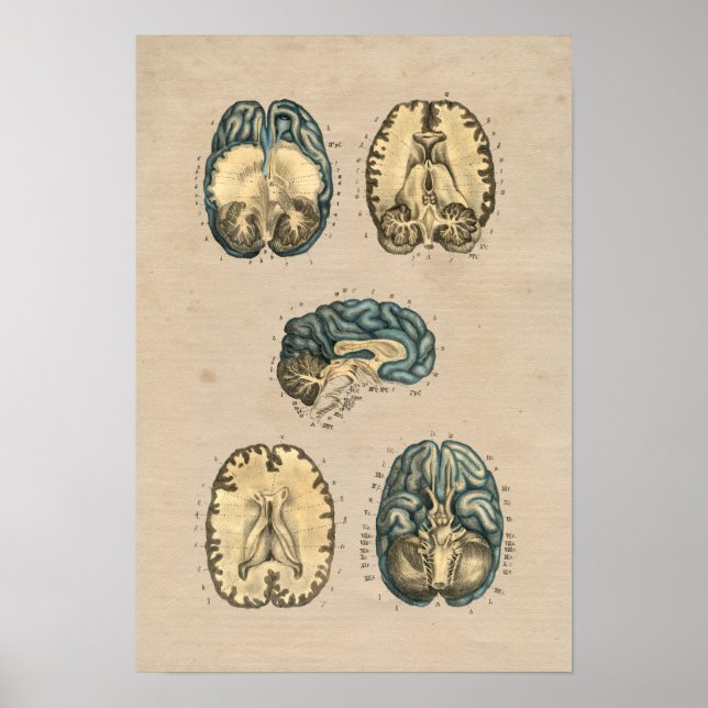 Poster Anatomie du cerveau humain 1841 Imprimer (Devant)
