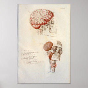 Poster Anatomie du cerveau humain Imprimer Français Vinta