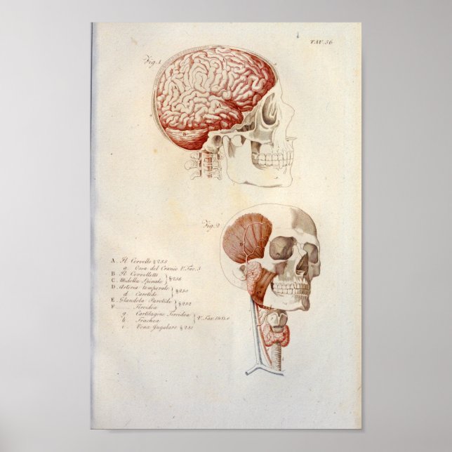 Poster Anatomie du cerveau humain Imprimer Français Vinta (Devant)