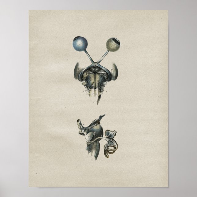 Poster Anatomie du cerveau humain Imprimer Vintage (Devant)