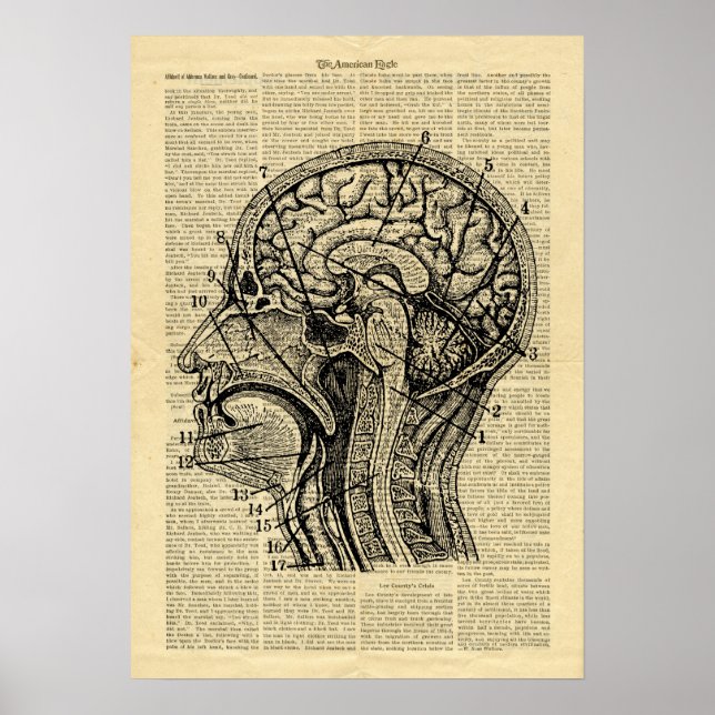 Poster Anatomie du cerveau humain sur le journal (Devant)