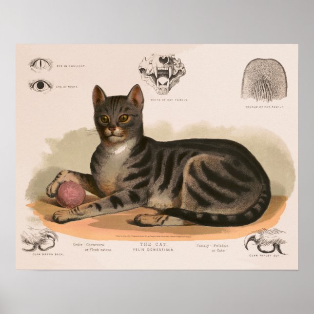 Poster Anatomie du chat maison restaurée (Devant)